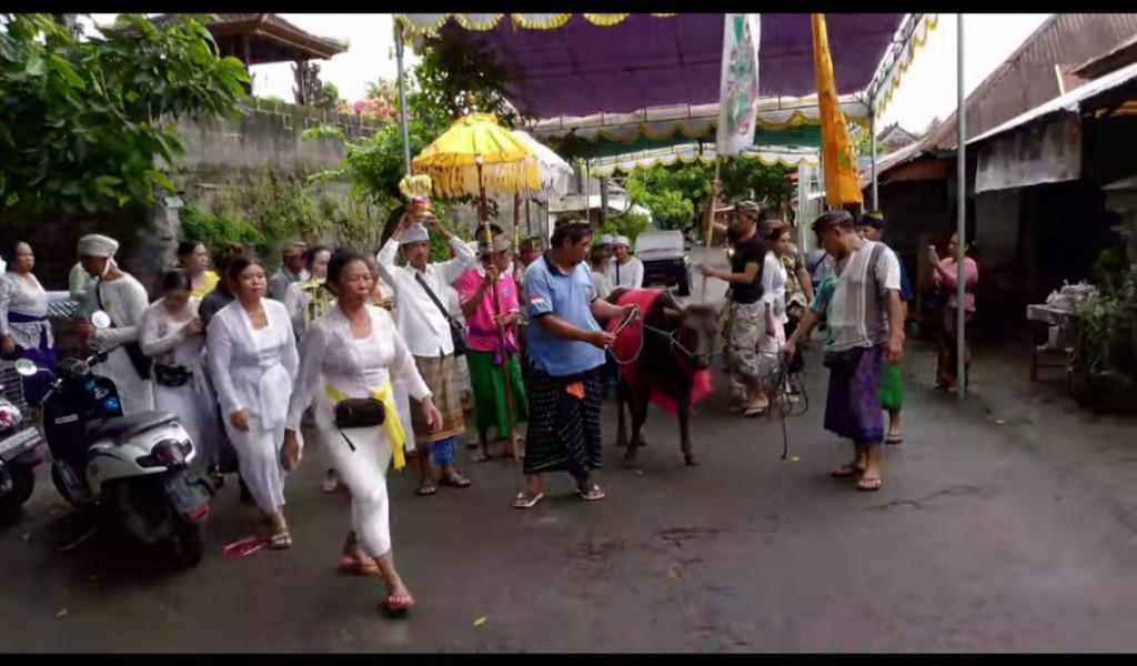 Dokumentasi dari - Setelah 45 Tahun, Upacara Mecaru Sapi Jantan Hitam, Kembali Digelar di Desa Bulian Buleleng