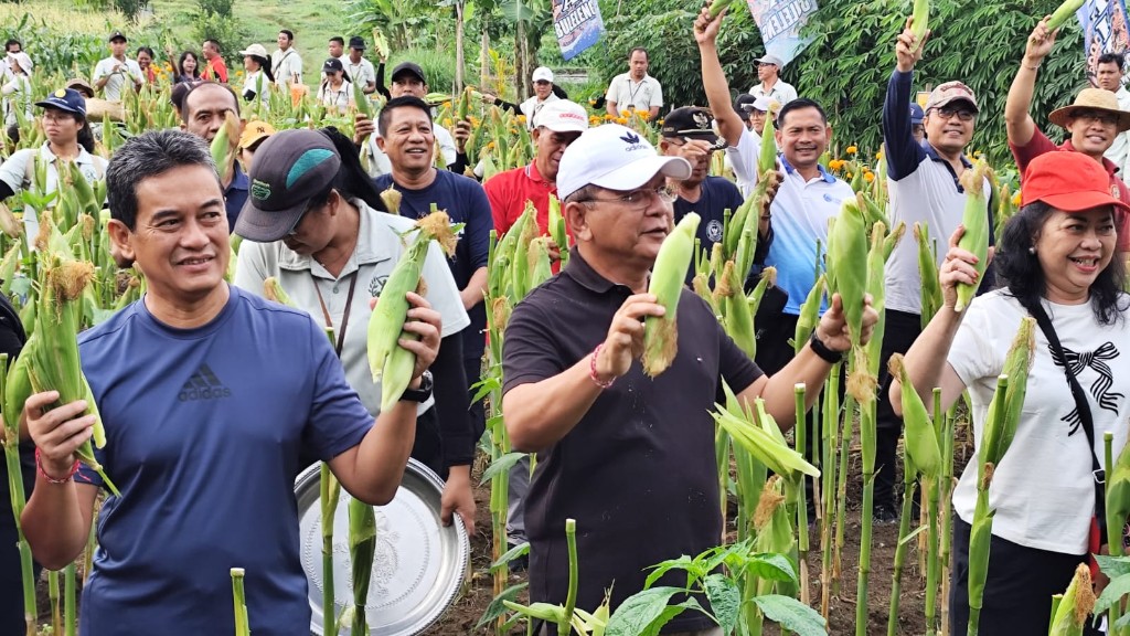 Dokumentasi dari - Bupati Sutjidra bersama Anggota Forkopimda, Melakukan Panen Jagung Arumba