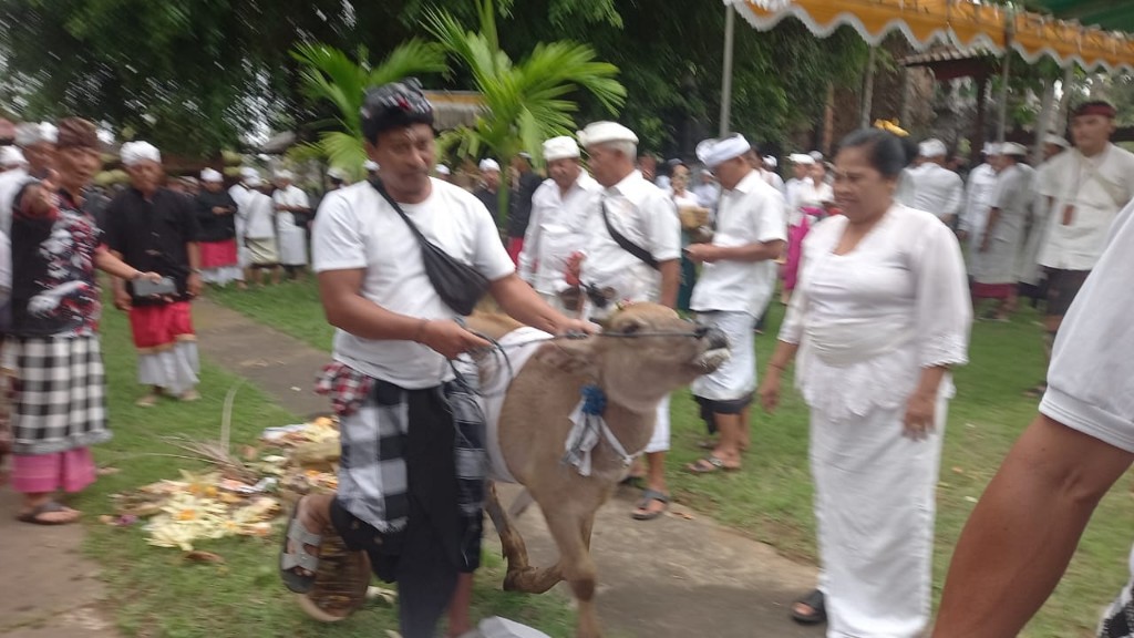 Dokumentasi dari - Mapepade, Ritual Pembersihan Hewan Digunakan Untuk Sarana Upacara Pecaruan