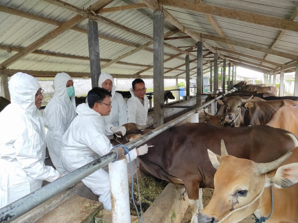 Dokumentasi dari - Distanpangan Bali Tegaskan Larangan Sapi Luar Pulau Masuk Bali Tetap Berlaku, Izin Lintas NTB-Jawa Diberi dengan Syarat Ketat