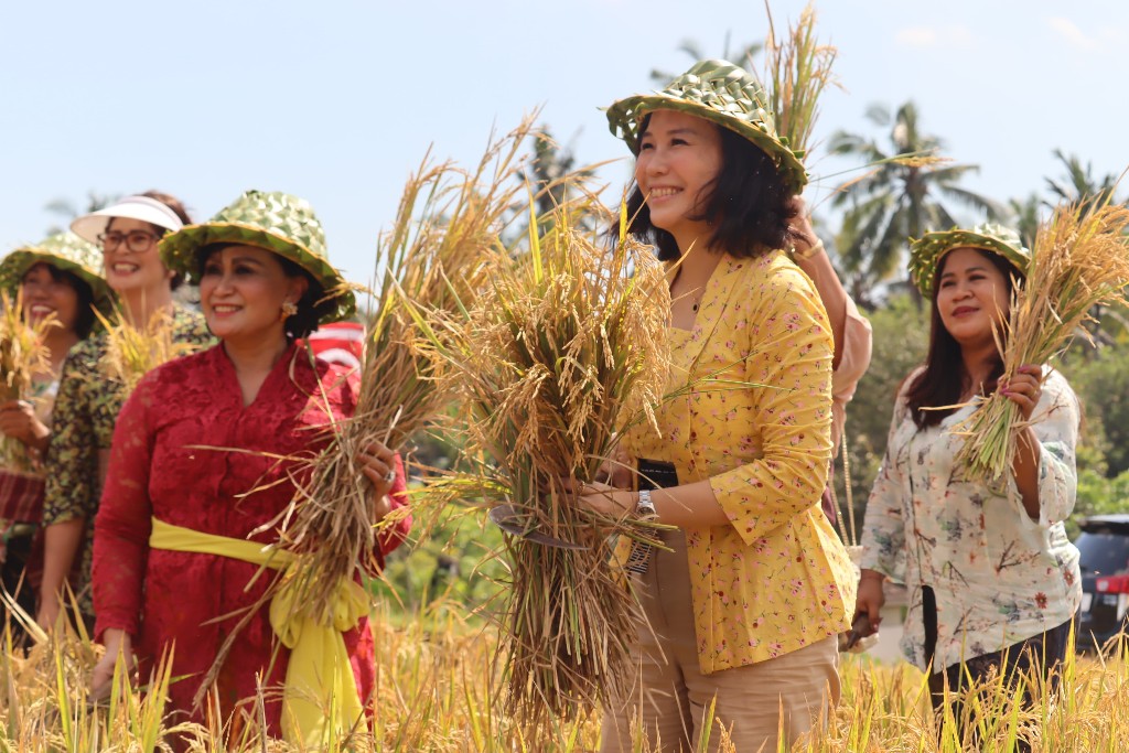 Dokumentasi dari - Dukung MBG Presiden Prabowo, Wamen PPPA Veronika Panen Bersama Padi Sehat Pribumi