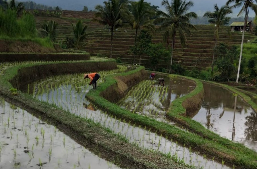 Dokumentasi dari - Minta Prioritaskan Pertanian Perekonomian Bali, Pemimpin Pro Wong Cilik; Buruh, Tani dan Nelayan