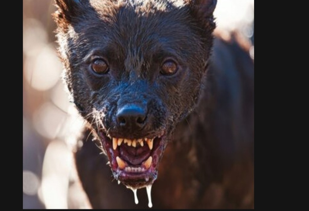 Dokumentasi dari - Benarkah Vaknisasi dapat Membebaskan Rabies?