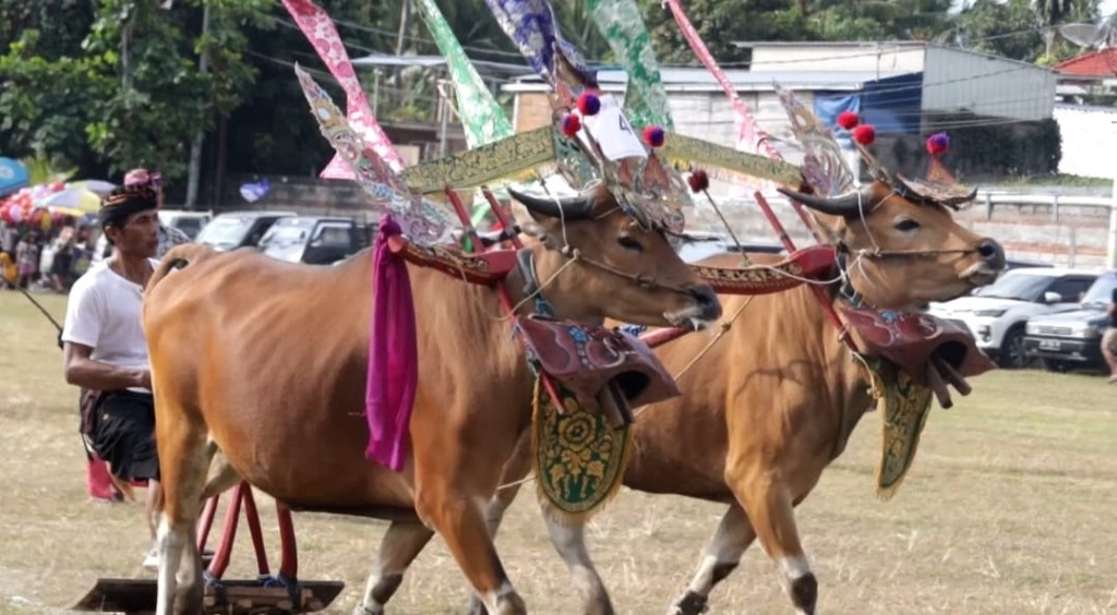 Dokumentasi dari - Parade Sampi Gerumbungan Meriahkan Lovina Festival 2025, Wujud Nyata Pelestarian Budaya Buleleng