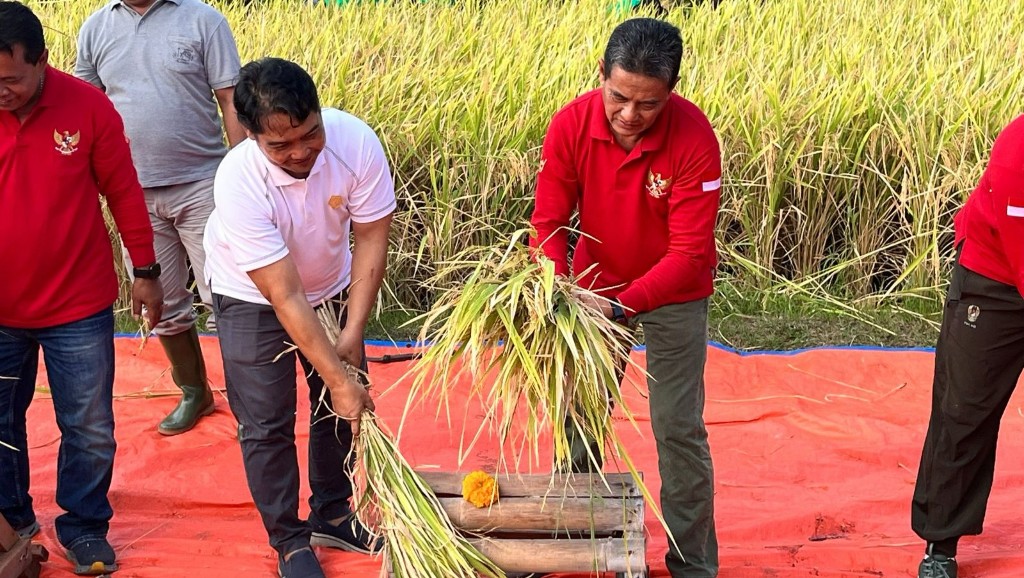 Dokumentasi dari - Panen Perdana Padi Semeton Buleleng, Komitmen Swasembada Pangan di Buleleng