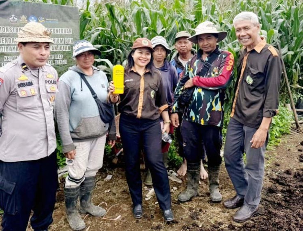 Dokumentasi dari - Pupuk Organik EM4 Plus Trichoderma sp Dorong Budidaya Jahe Berkelanjutan di Susut Bangli