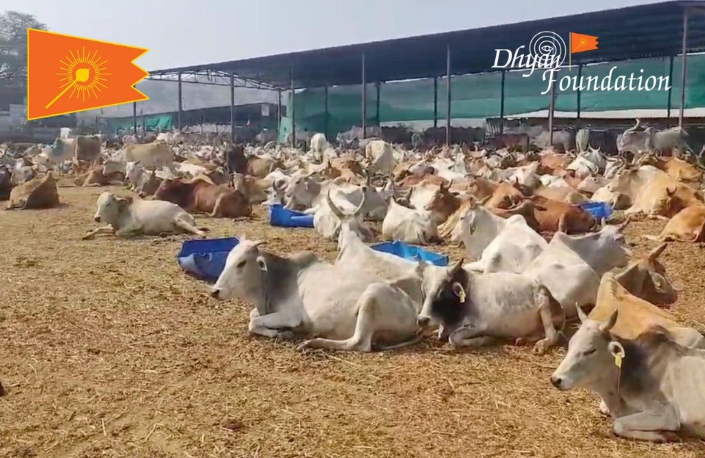 Dokumentasi dari - Sapi, Hewan Suci untuk Semua