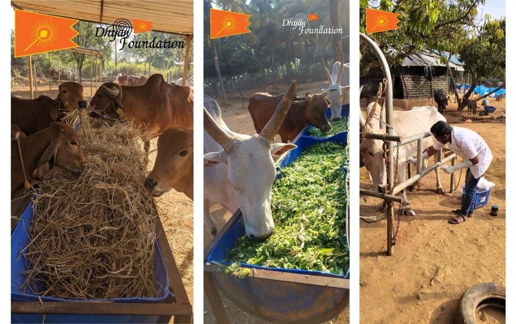 Dokumentasi dari - Cow Sacred for All