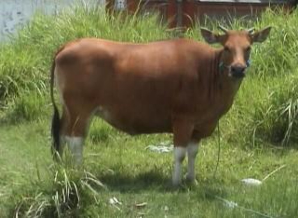 Mungkinkah Sapi Bali Punah? (Bagian 2)