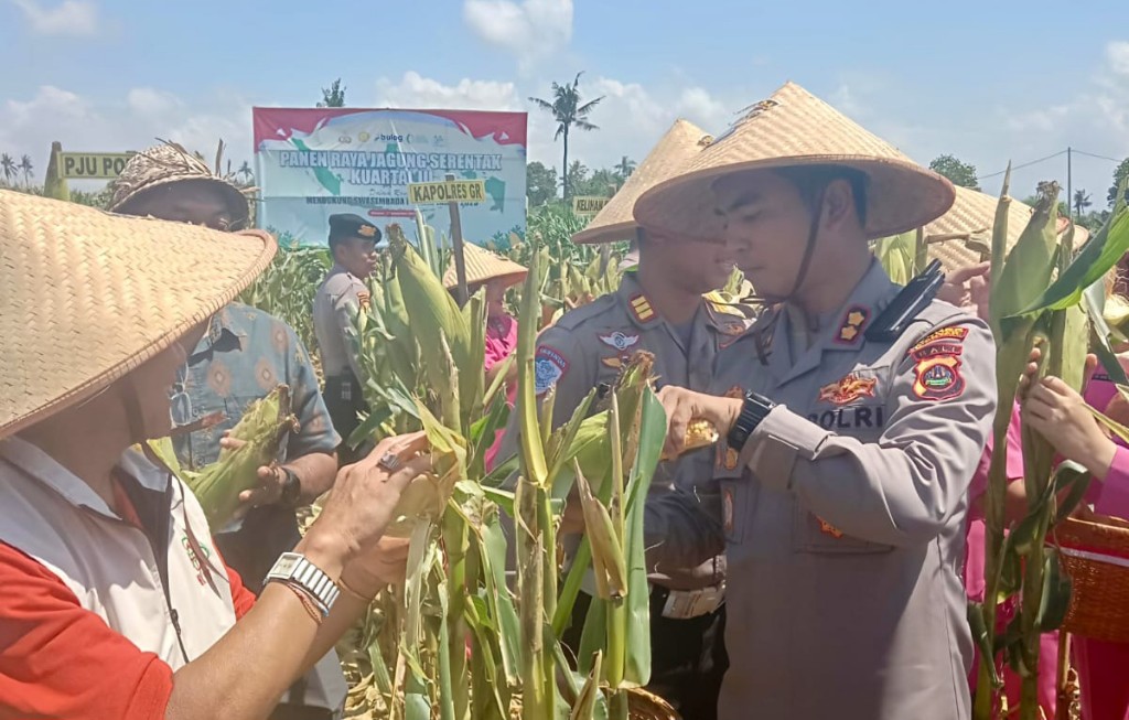 Dokumentasi dari - Rektor Dwijendra: Dorong Pengembangan Jagung Varietas Panglima Pertiwi di Gianyar