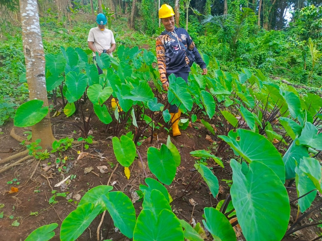 Dokumentasi dari - Beredar Video Dugaan Pembabatan Hutan di Desa Ambengan Buleleng