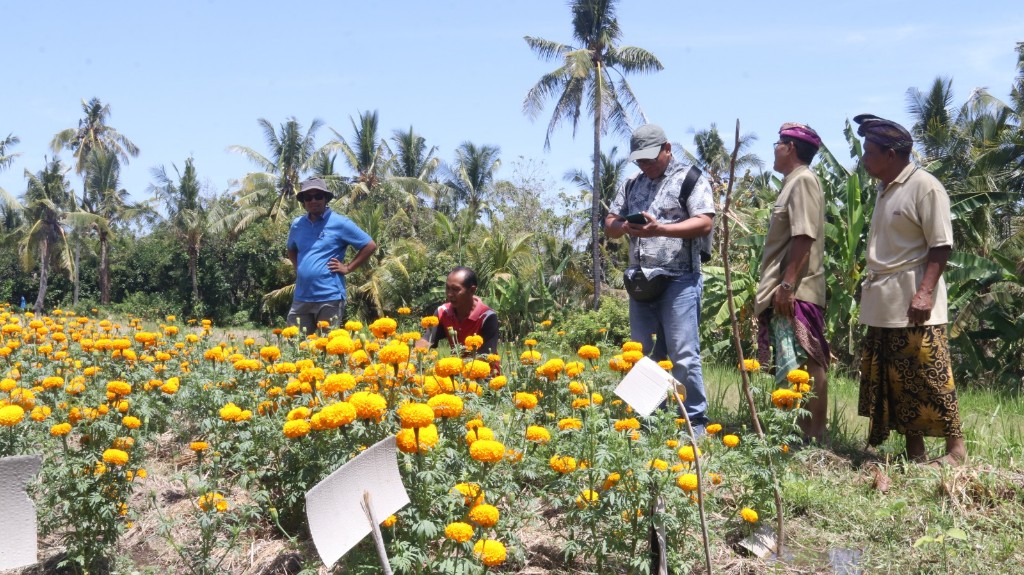 Dokumentasi dari - Jawab Tantangan Pertanian, Akademisi Undiksha Ciptakan Pupuk L2Nano dan Pestisida Nabati Berbahan Lokal