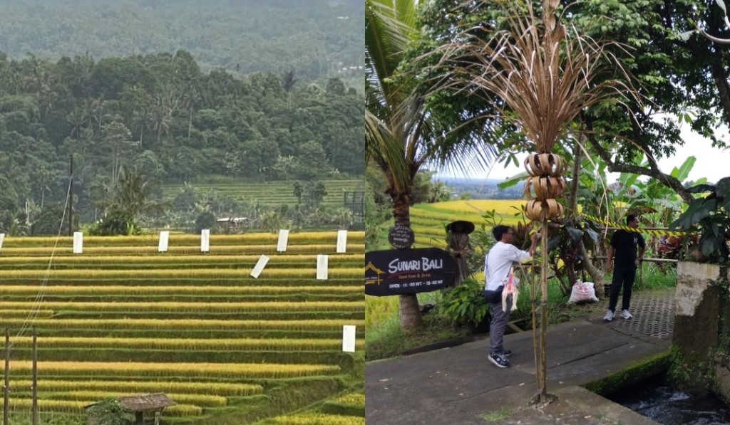 Dokumentasi dari - Saling Segel di Subak Jatiluwih, GPS Minta Pemerintah Menjaga Status UNESCO Sekaligus Sejahterakan Petani