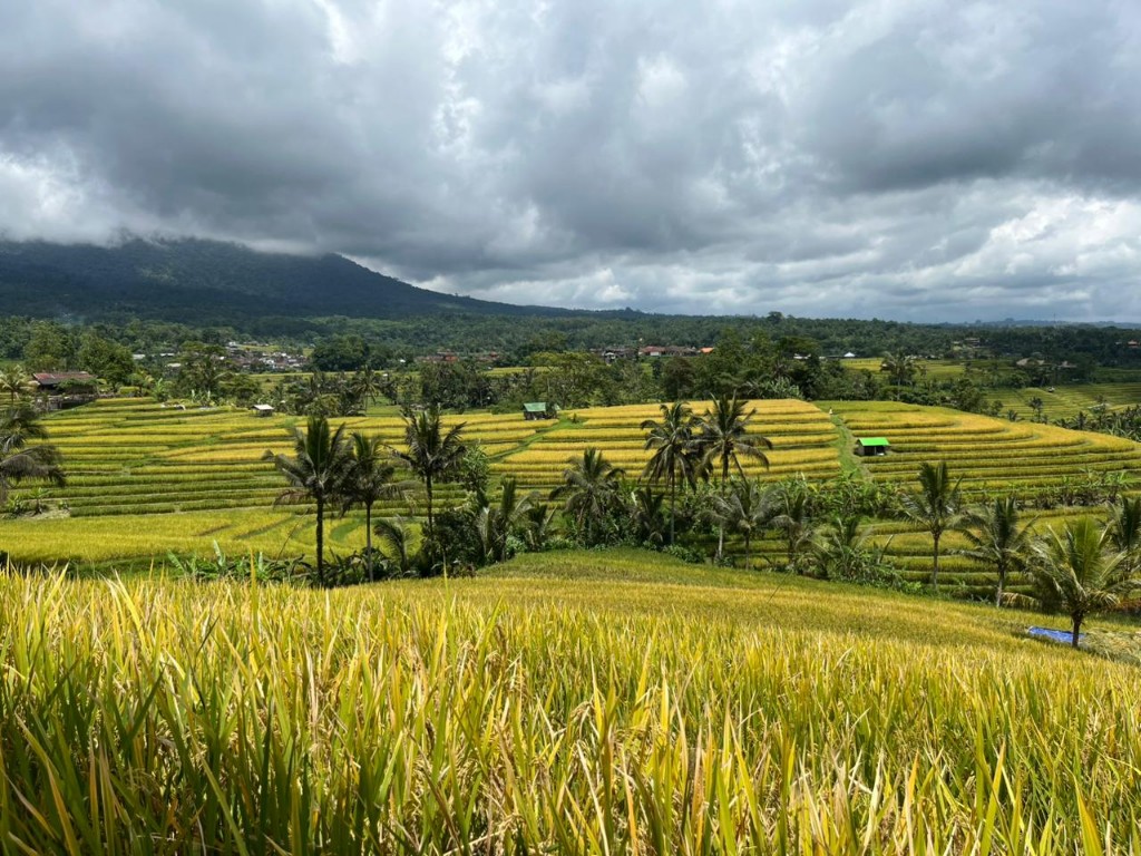 Gunakan Jargon 'Satu Jalur' Bela Wong Cilik, Sudibya Minta Pemda Tabanan Selesaikan Gaduh Jatiluwih agar Tak Terus 'Digoreng'