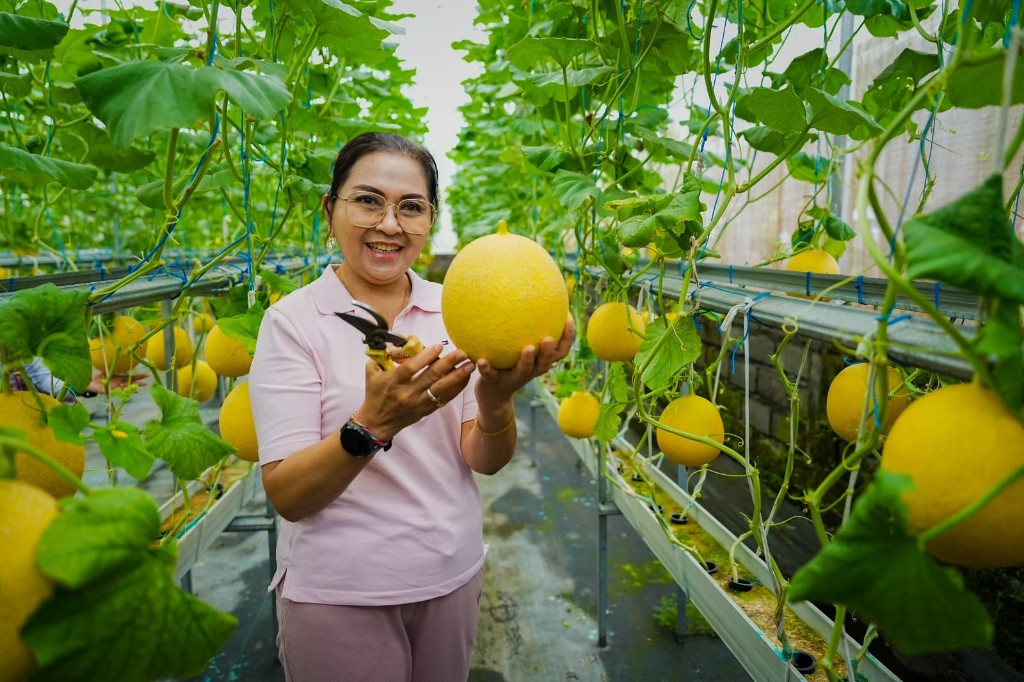 Dorong Ketahanan Pangan Ketua TP. PKK Badung Panen Melon dan Sayur Hidroponik di Desa Selat