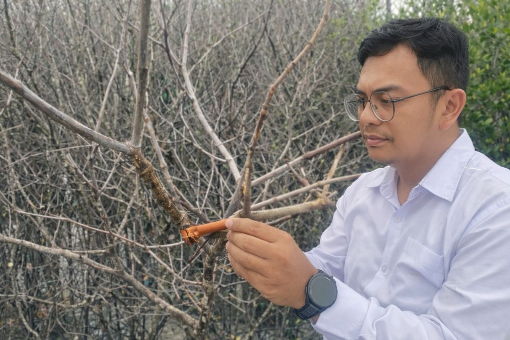 Pasca Parta Sidak, Unud Teliti Mangrove Mati Indikasi Keracunan Logam Berat di Bali Selatan