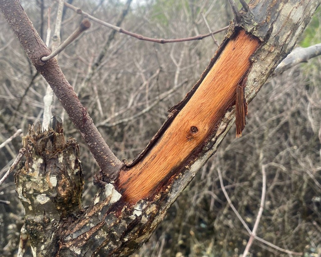 Dokumentasi dari - Unud Paparkan Hasil Analisis Mangrove Mati di Bali Selatan, Minta Periksa Pipa Bawah Laut dan Daerah Pesisir hingga Penegakan Hukum