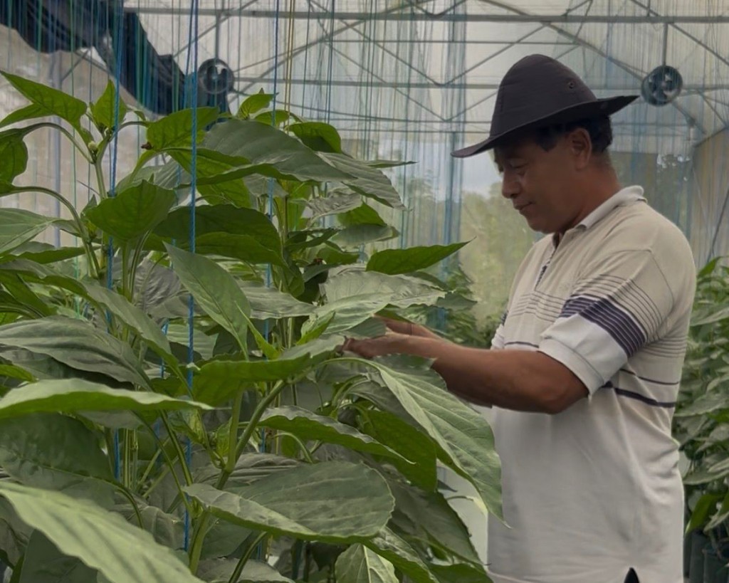 Dukungan Permodalan dari BRI Dorong Pertanian Paprika Organik, Petani Lokal Mampu Tembus Pasar Premium