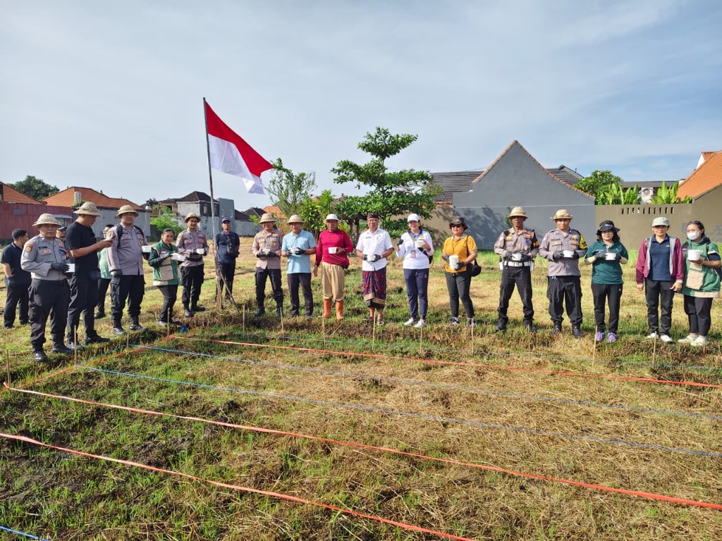 Optimalkan Lahan Bera, Dinas Pertanian Denpasar Tanam Jagung Manis di Subak Intaran Barat