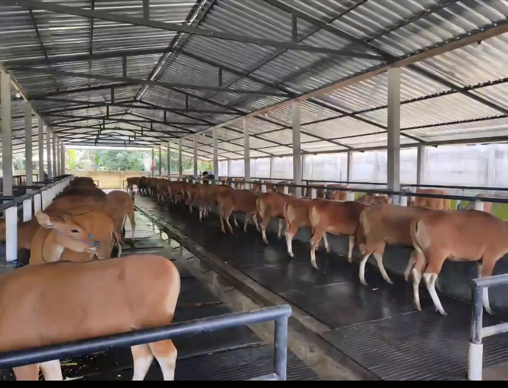 Dokumentasi dari - Pemprov Bali Tetapkan 53.500 Ekor Sapi Dikeluarkan dari Bali