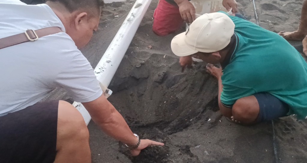 Ratusan Telur Penyu Hijau Diselamatkan di Pantai Banyuasri dari Ancaman Anjing Liar