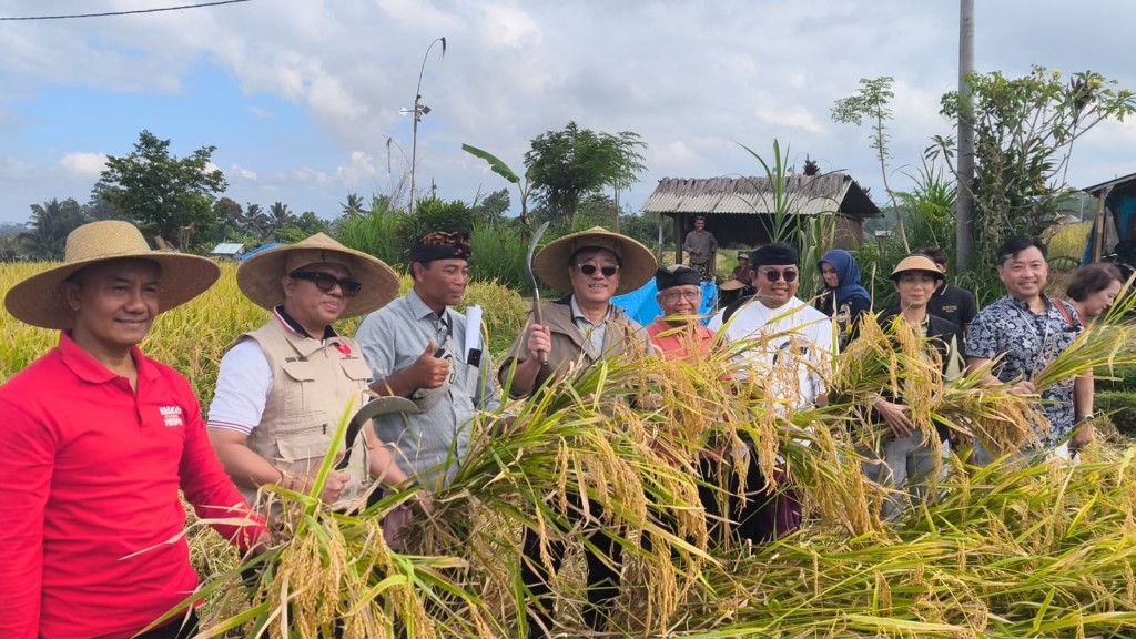 Panen Padi Mansur Bersama Konjen Jepang melalui Proyek Kerjasama Antara Waseda University dengan Dwijendra University
