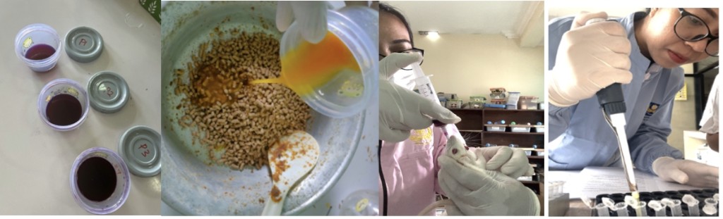Kubis Ungu dan Harapan Baru Melawan Penyakit Metabolik
