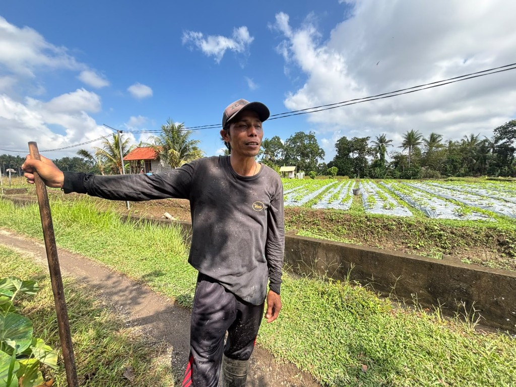 KUR BRI Bantu Modal, Petani Bunga Pacah, Jaga Pasokan Sarana Upacara di Tengah Fluktuasi Harga dan Tantangan Cuaca