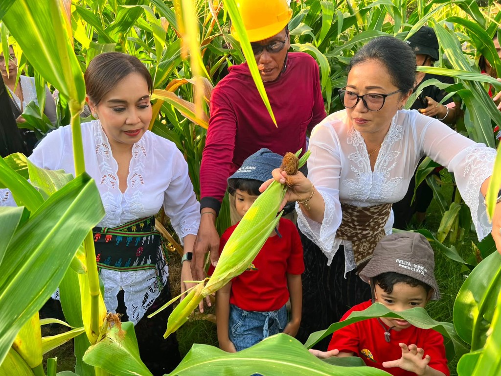 Ketua TP PKK Kota Denpasar Bersama Ketua GOW Panen Bawang Merah dan Jagung Manis Di Subak Intaran Barat