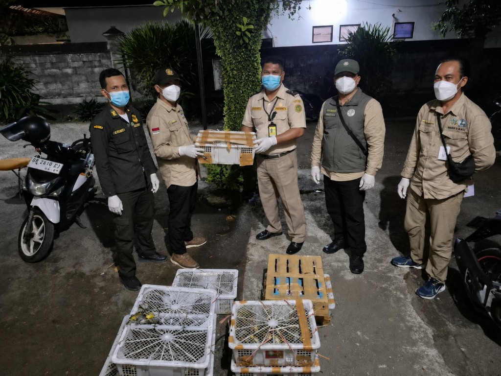 Karantina Bali Gagalkan Penyelundupan 482 Burung Tanpa Dokumen Kesehatan di Karangasem