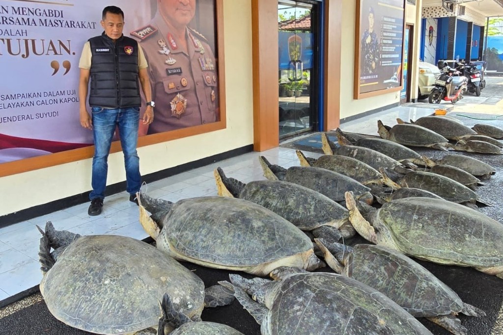 Selamatkan Satwa Dilindungi, Polda Bali Amankan 22 Penyu Hijau di Serangan
