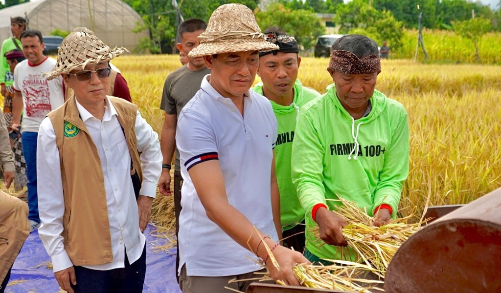 Buleleng Panen Padi Bridantara 8, Tembus 10 Ton per Hektare di Tengah Kemarau