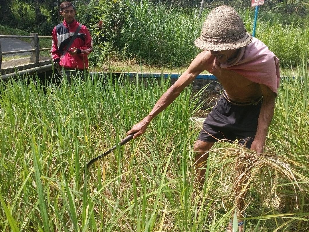 Dokumentasi dari - Padi Hasil Panen Petani Berkurang Hingga 70 Persen