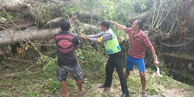 Dokumentasi dari - Beringin Berumur Ratusan Tahun Roboh