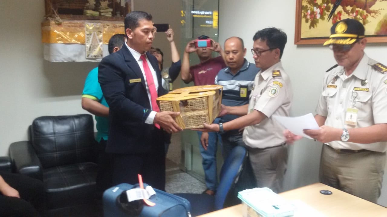 Dokumentasi dari - Petugas Keamanan Bandara Ngurah Rai Gagalkan Penyelundupan Anak Orang Utan