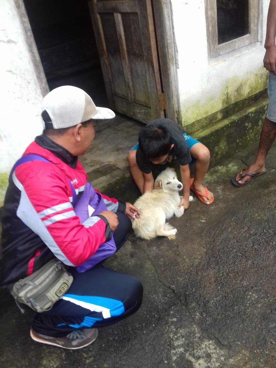 Dokumentasi dari - Anjing Kintamani Masih Aman Dari Serangan  Rabies