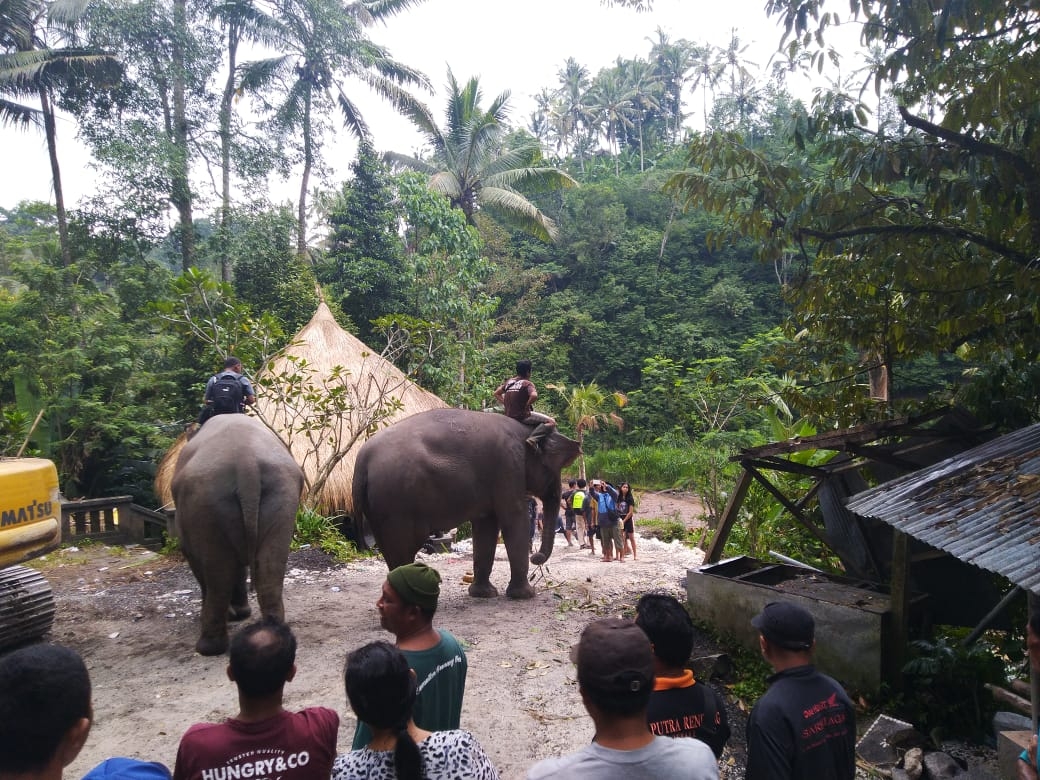 Dokumentasi dari - Sempat Adu Mulut,  Dua Ekor Gajah Dievakuasi dari Banjir Tukad Yeh Sah