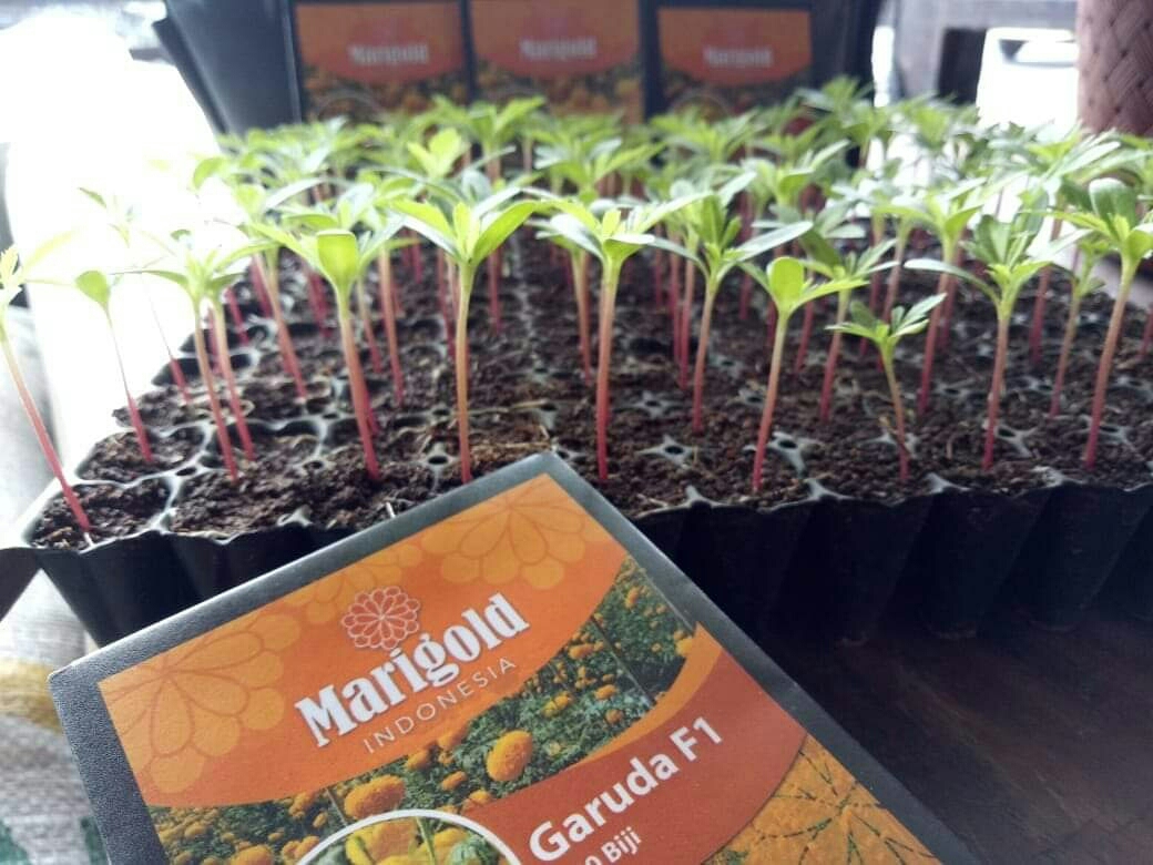 Dokumentasi dari - APG Siap Jual Benih Gumitir Jenis Garuda Produksi Bali