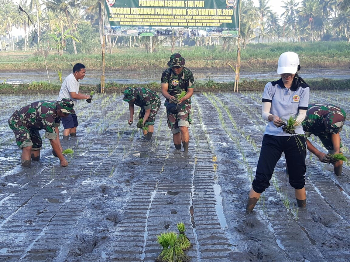 Dokumentasi dari - Prajurit dari Kodim Gianyar Berbaur Bersama Petani menanam Padi di Subak Pejeng 