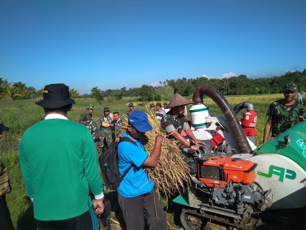 Dokumentasi dari - Kodim Tabanan Panen Padi di Demplot Kerambitan