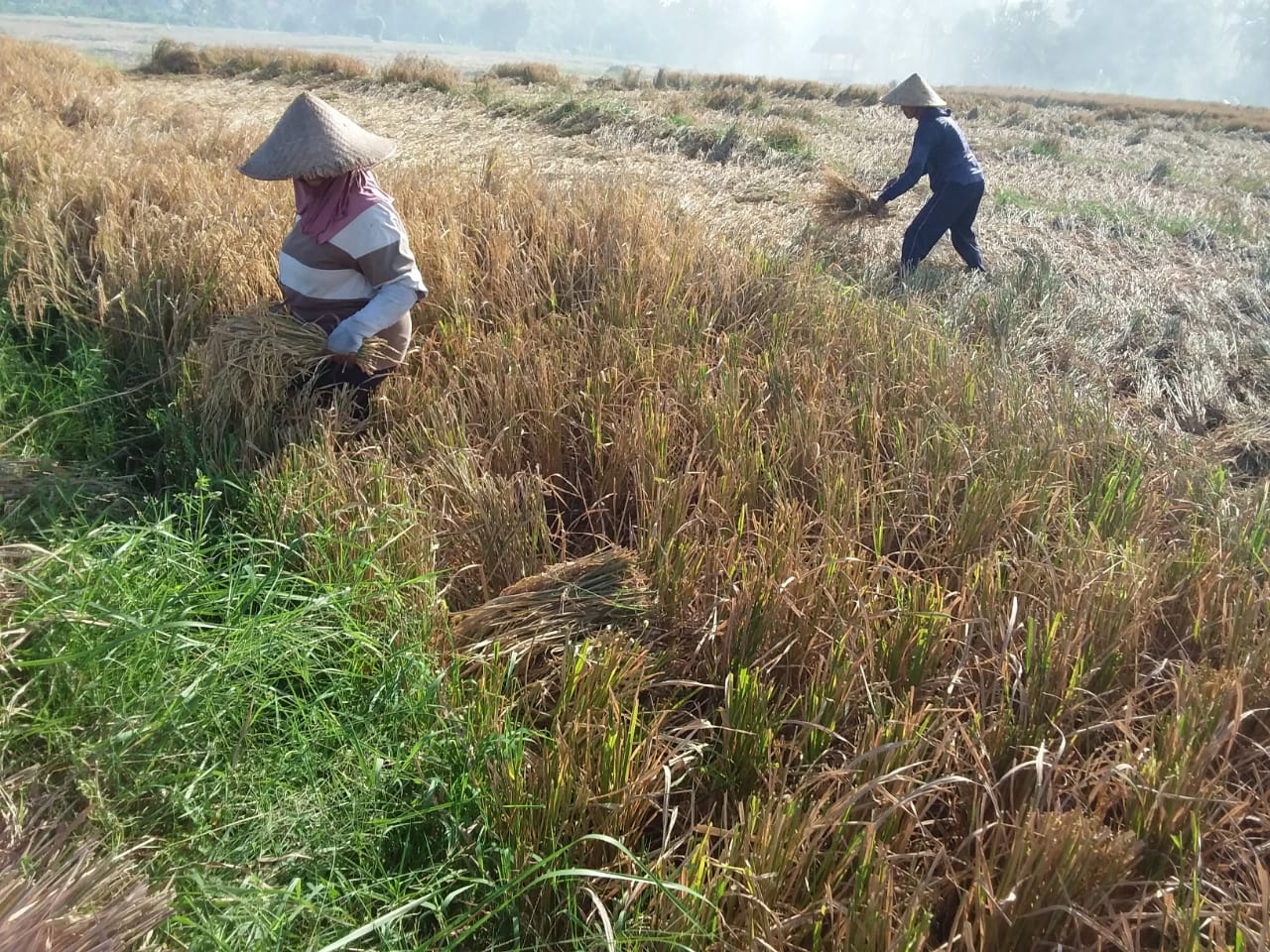 Dokumentasi dari - Petani Saat Panen Justru Harga Gabah Anjlok