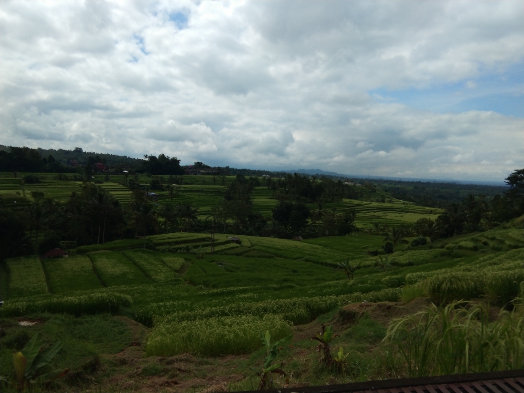 Dokumentasi dari - Pemerintah Harus Duduk Bersama Cegah WBD Jatiluwih Dicabut UNESCO