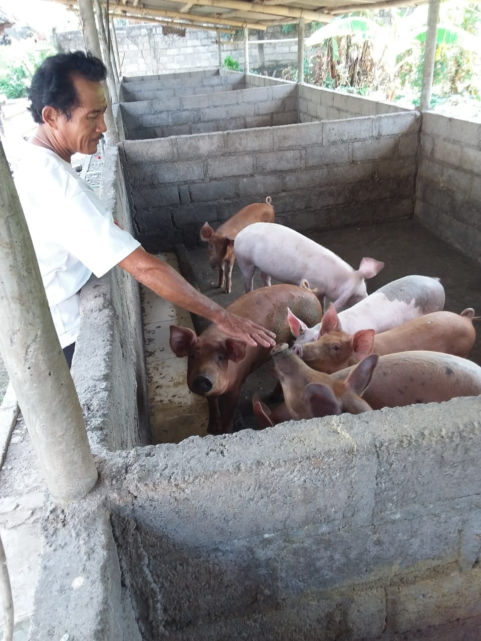 Dokumentasi dari - Harga Babi Hidup Anjlok, Peternak Kelimpungan 
