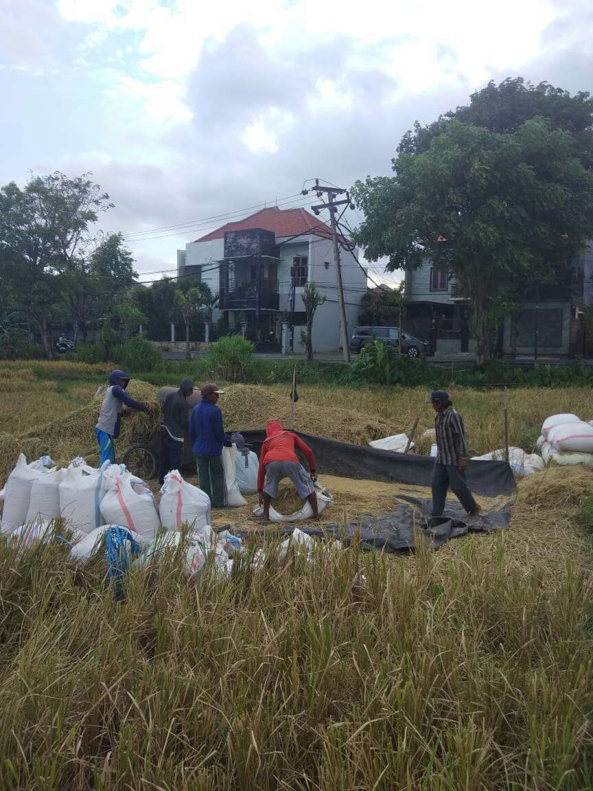 Dokumentasi dari - Petani Bali Pasrah, Tanaman Padi "Kesigit" Alias Terserang Hama Tikus