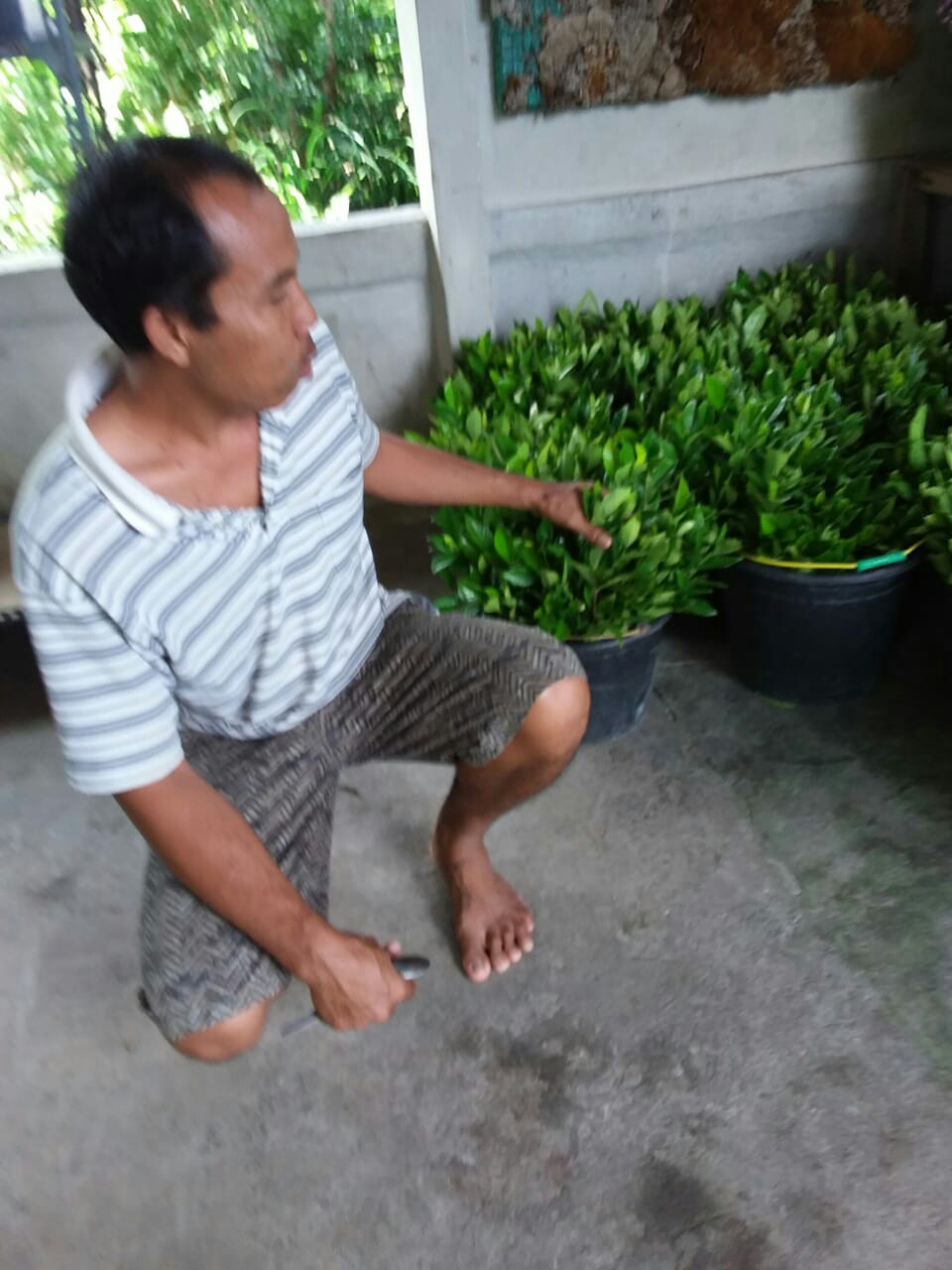 Dokumentasi dari - Cerah, Prospek Pemasaran Bunga Segar di Daerah Ini