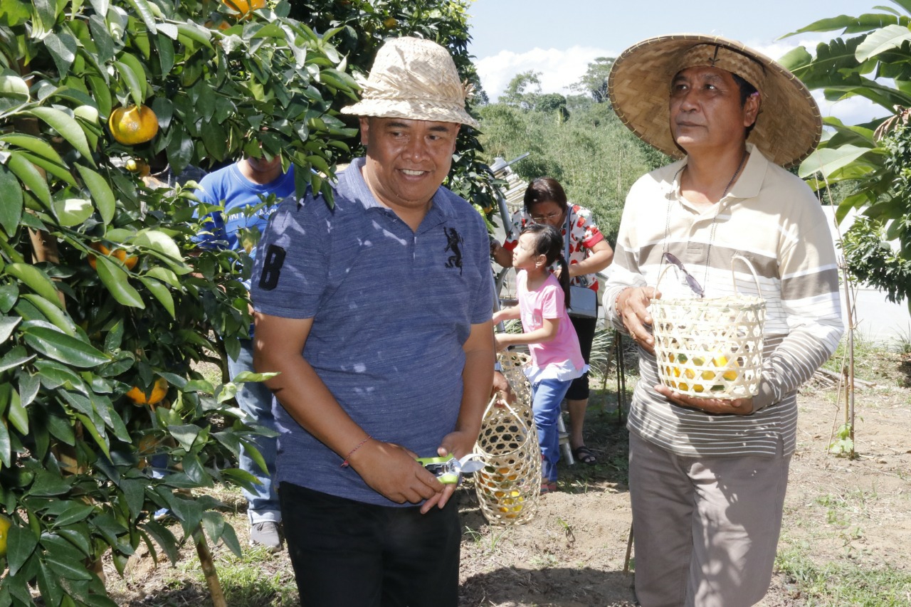 Dokumentasi dari - Bupati  Made Gianyar Panen Jeruk Perdana Parietas Baru Sweet Orange Ala Pak Nyarka