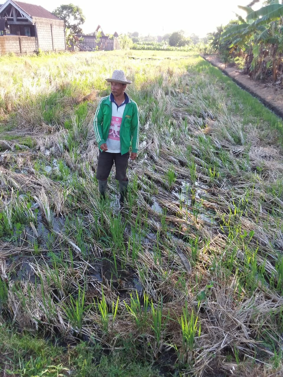 Dokumentasi dari - Harga Telur Tinggi, Usaha Beternak Itik Masih Terbuka Lebar