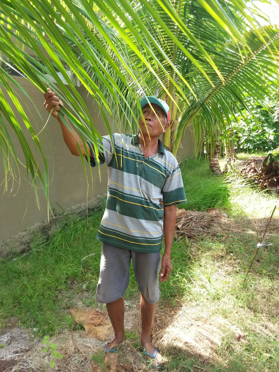 Dokumentasi dari - Permintaan Tinggi, Petani Budidayakan Kelapa Sarana Upakara