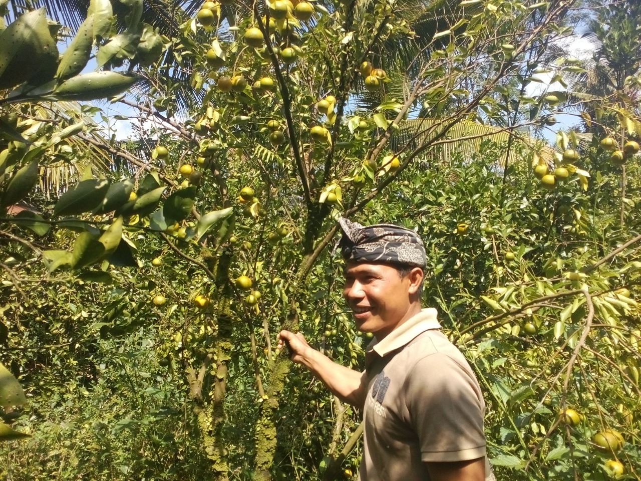 Dokumentasi dari - Harga Jeruk  Kintamani Anjlok