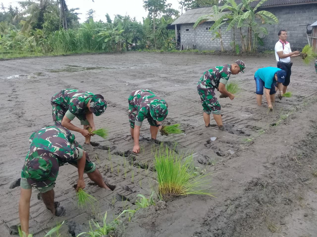 Dokumentasi dari - Dandim 1623 Karangasem Bersama Petani Menanam Padi di Sawah